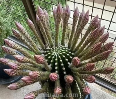 男子养10年的仙人球，开成“六亲不认”的样子：女子：成精无疑了 - 今日头条