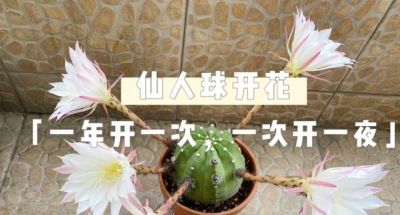 男子养10年的仙人球，开成“六亲不认”的样子：女子：成精无疑了 - 图画吧TUHUABA