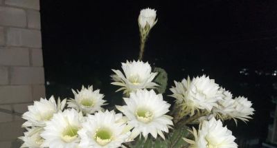 男子养10年的仙人球，开成“六亲不认”的样子：女子：成精无疑了 - 图画吧TUHUABA