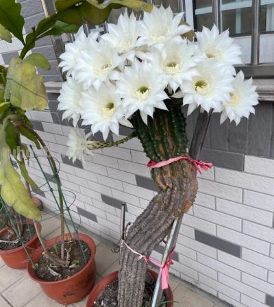 男子养10年的仙人球，开成“六亲不认”的样子：女子：成精无疑了 - 图画吧TUHUABA