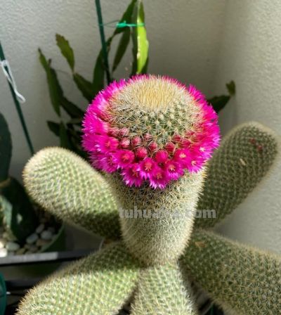 男子养10年的仙人球，开成“六亲不认”的样子：女子：成精无疑了 - 图画吧TUHUABA