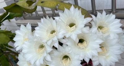 男子养10年的仙人球，开成“六亲不认”的样子：女子：成精无疑了 - 图画吧TUHUABA