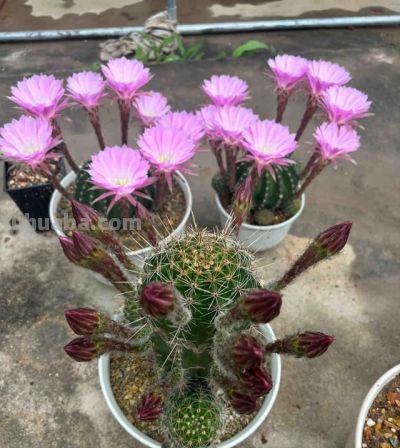 男子养10年的仙人球，开成“六亲不认”的样子：女子：成精无疑了 - 图画吧TUHUABA