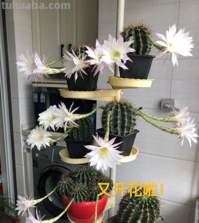 男子养10年的仙人球，开成“六亲不认”的样子：女子：成精无疑了 - 图画吧TUHUABA