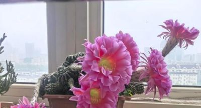 男子养10年的仙人球，开成“六亲不认”的样子：女子：成精无疑了 - 图画吧TUHUABA