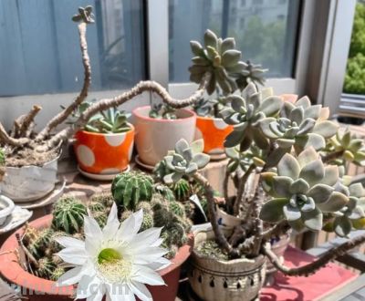 男子养10年的仙人球，开成“六亲不认”的样子：女子：成精无疑了 - 图画吧TUHUABA