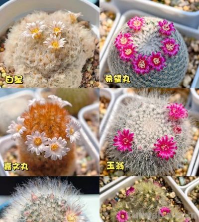 男子养10年的仙人球，开成“六亲不认”的样子：女子：成精无疑了 - 图画吧TUHUABA