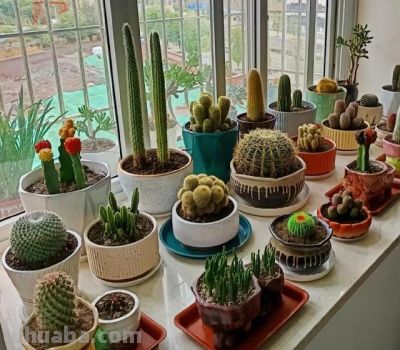 男子养10年的仙人球，开成“六亲不认”的样子：女子：成精无疑了 - 图画吧TUHUABA