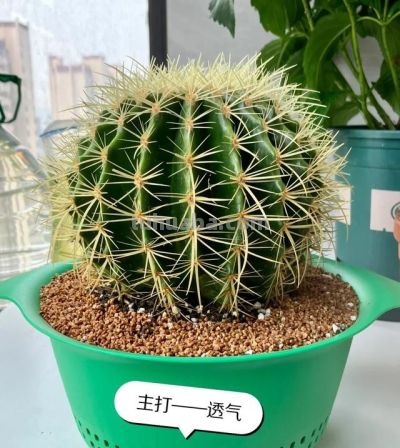 男子养10年的仙人球，开成“六亲不认”的样子：女子：成精无疑了 - 图画吧TUHUABA