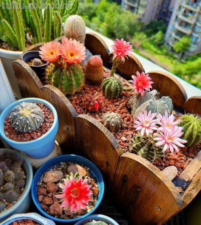 男子养10年的仙人球，开成“六亲不认”的样子：女子：成精无疑了 - 图画吧TUHUABA