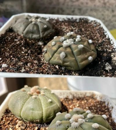 男子养10年的仙人球，开成“六亲不认”的样子：女子：成精无疑了 - 图画吧TUHUABA