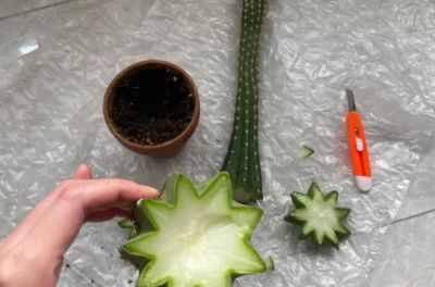 男子养10年的仙人球，开成“六亲不认”的样子：女子：成精无疑了 - 图画吧TUHUABA