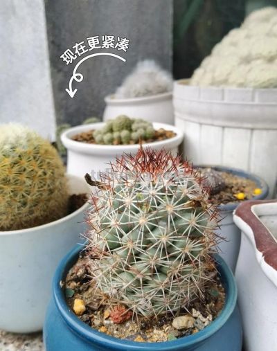 男子养10年的仙人球，开成“六亲不认”的样子：女子：成精无疑了 - 图画吧TUHUABA