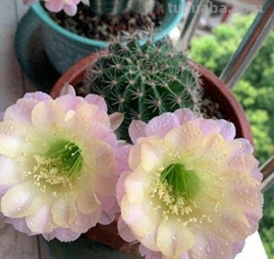 养仙人球，有4点特别关键，长得胖乎乎小崽多，隔三岔五开花 - 今日头条