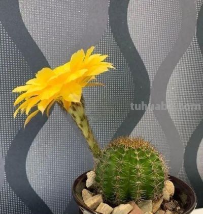 养仙人球，有4点特别关键，长得胖乎乎小崽多，隔三岔五开花 - 图画吧TUHUABA