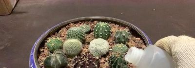 养仙人球，有4点特别关键，长得胖乎乎小崽多，隔三岔五开花 - 图画吧TUHUABA