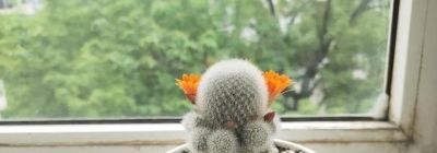 养仙人球，有4点特别关键，长得胖乎乎小崽多，隔三岔五开花 - 图画吧TUHUABA