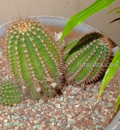 养仙人球，有4点特别关键，长得胖乎乎小崽多，隔三岔五开花 - 图画吧TUHUABA