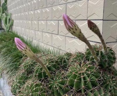 养仙人球，有4点特别关键，长得胖乎乎小崽多，隔三岔五开花 - 图画吧TUHUABA