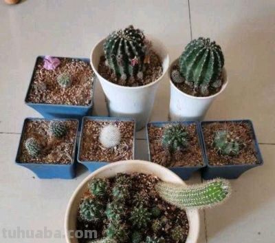 养仙人球，有4点特别关键，长得胖乎乎小崽多，隔三岔五开花 - 图画吧TUHUABA