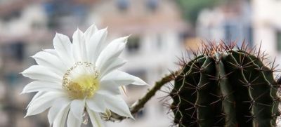 养仙人球，有4点特别关键，长得胖乎乎小崽多，隔三岔五开花 - 图画吧TUHUABA