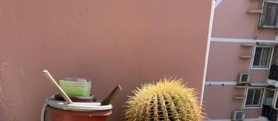 养仙人球，有4点特别关键，长得胖乎乎小崽多，隔三岔五开花 - 图画吧TUHUABA