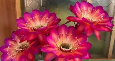 养“仙人球”，别对它太好，虐一虐，个个全爆花，惊艳到我了 - 图画吧TUHUABA