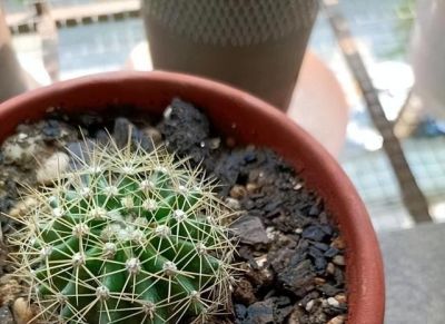 养“仙人球”，别对它太好，虐一虐，个个全爆花，惊艳到我了 - 图画吧TUHUABA