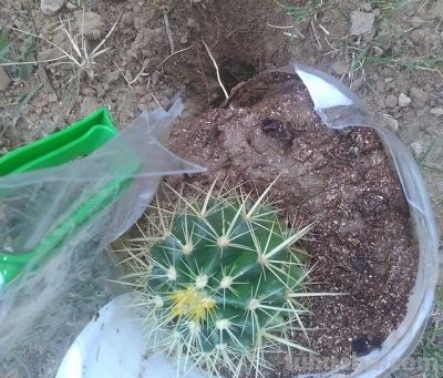 养“仙人球”，别对它太好，虐一虐，个个全爆花，惊艳到我了 - 图画吧TUHUABA