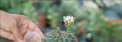 养“仙人球”，别对它太好，虐一虐，个个全爆花，惊艳到我了 - 图画吧TUHUABA