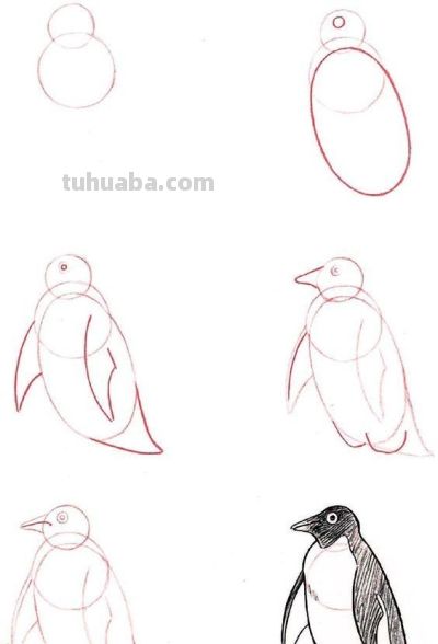 20种动物的简笔画教程，有手就能画 - 图画吧TUHUABA