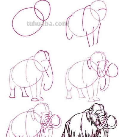 20种动物的简笔画教程，有手就能画 - 图画吧TUHUABA