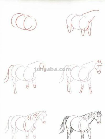 20种动物的简笔画教程，有手就能画 - 图画吧TUHUABA