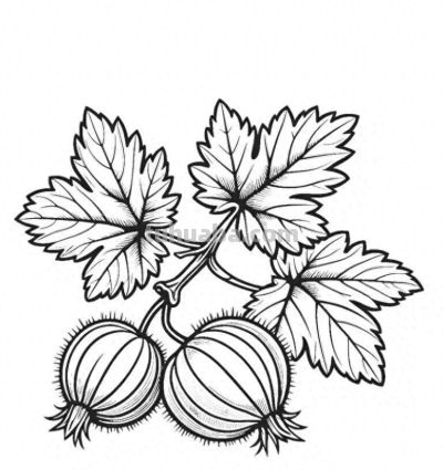 水果的简笔画线稿资料，临摹学画 - 图画吧TUHUABA