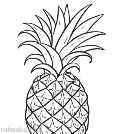 水果的简笔画线稿资料，临摹学画 - 图画吧TUHUABA