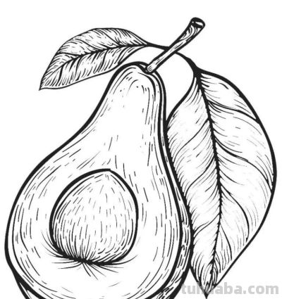 水果的简笔画线稿资料，临摹学画 - 图画吧TUHUABA