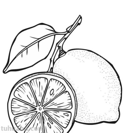 水果的简笔画线稿资料，临摹学画 - 图画吧TUHUABA