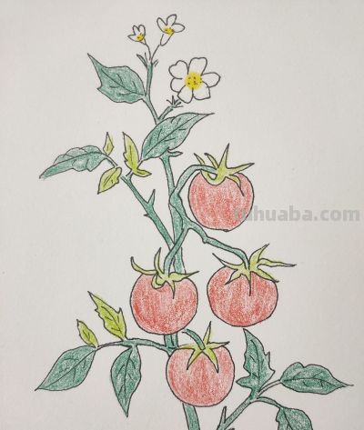 手绘田园蔬果，把人间烟火揉进画纸里 - 图画吧TUHUABA