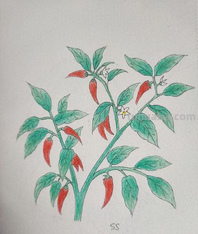 手绘田园蔬果，把人间烟火揉进画纸里