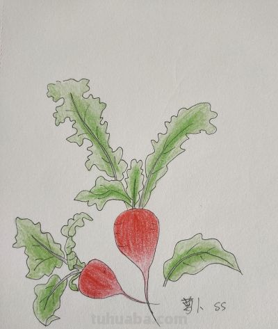 手绘田园蔬果，把人间烟火揉进画纸里 - 图画吧TUHUABA
