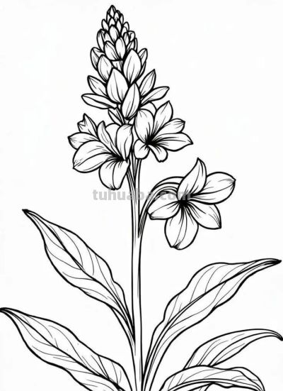 花卉的简笔画线稿，够你画一个月了 - 图画吧TUHUABA