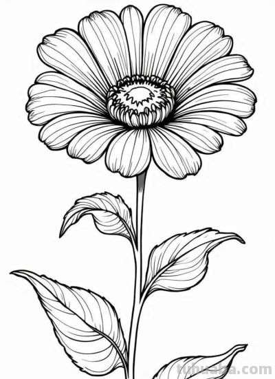 花卉的简笔画线稿，够你画一个月了 - 图画吧TUHUABA