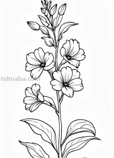 花卉的简笔画线稿，够你画一个月了 - 图画吧TUHUABA