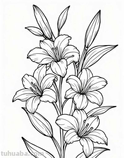 花卉的简笔画线稿，够你画一个月了 - 图画吧TUHUABA