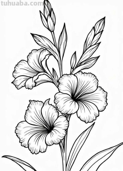 花卉的简笔画线稿，够你画一个月了 - 图画吧TUHUABA