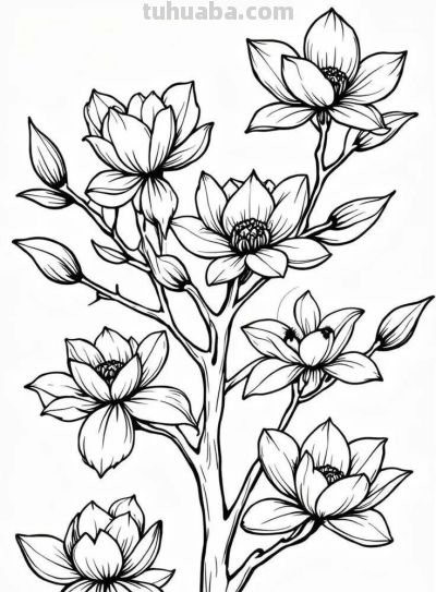 花卉的简笔画线稿，够你画一个月了 - 图画吧TUHUABA
