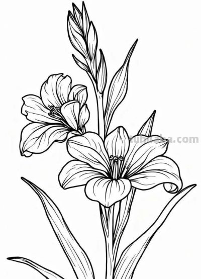 花卉的简笔画线稿，够你画一个月了 - 图画吧TUHUABA