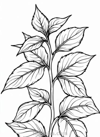 花卉的简笔画线稿，够你画一个月了 - 图画吧TUHUABA