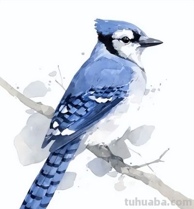 学水彩的步骤应该是什么呢? - 图画吧TUHUABA