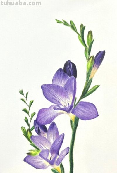 彩铅画分享 - 今日头条